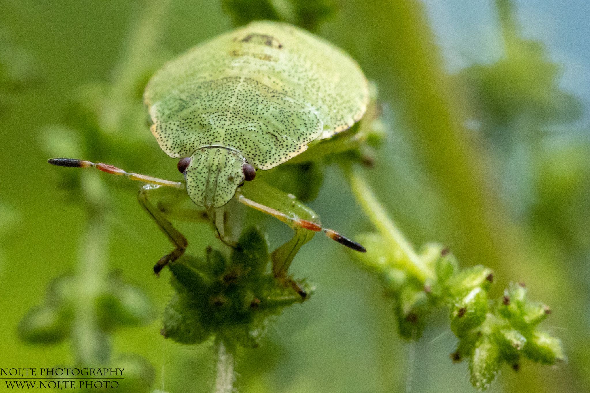 Grüne Stinkwanze (Palomena prasina) im Nymphenstadium