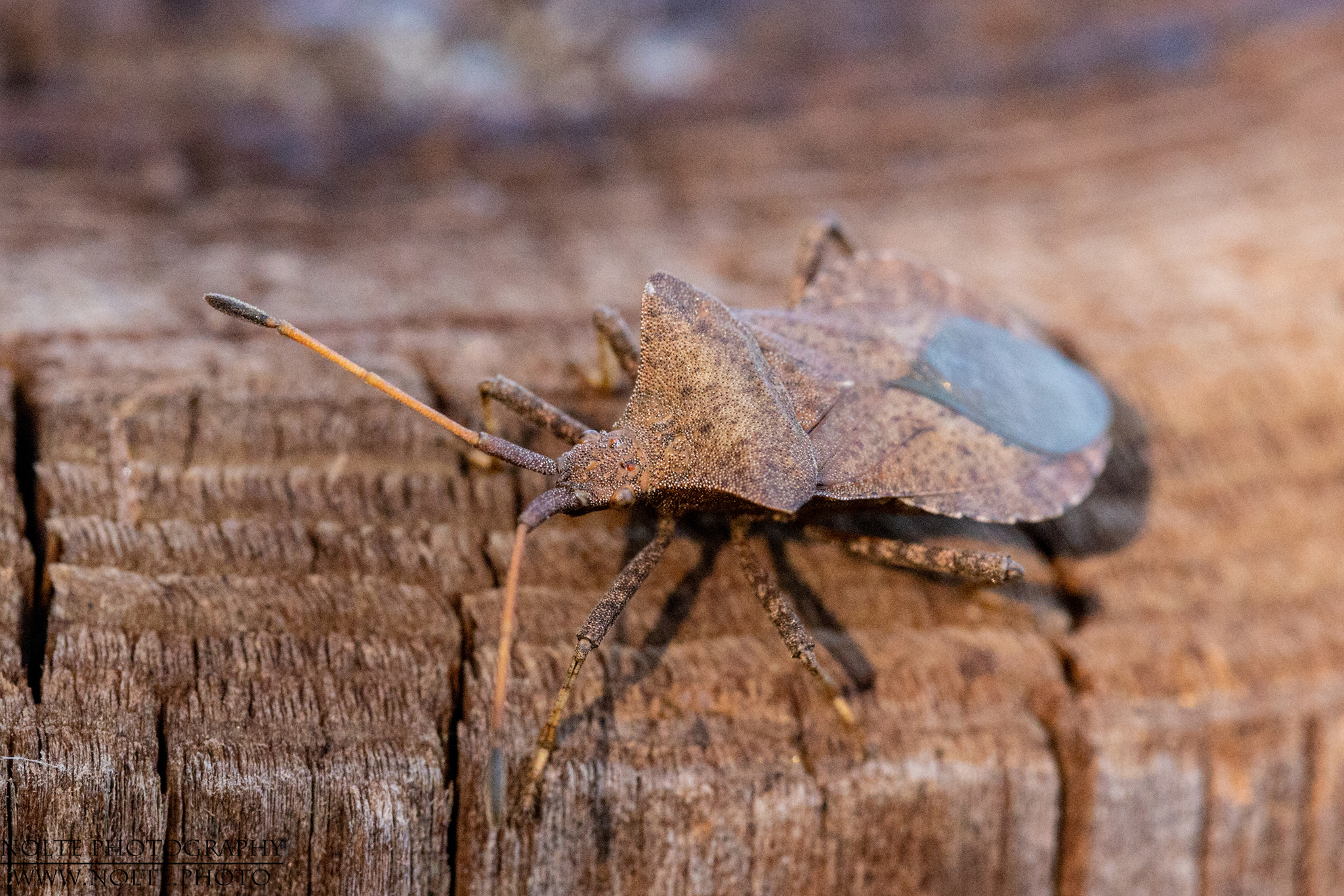 Lederwanze (Coreus marginatus)
