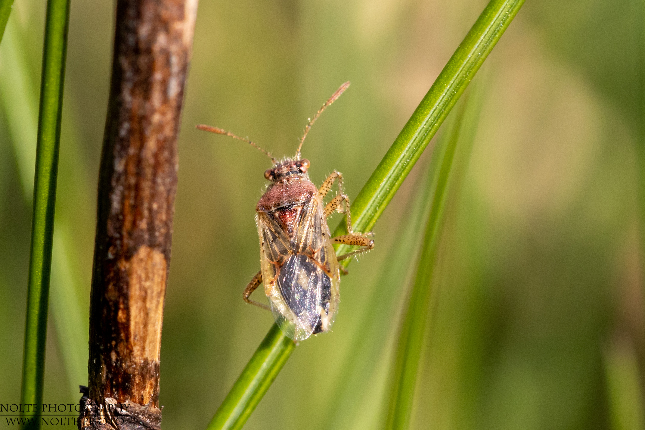 Flügel einer jungen Wanze