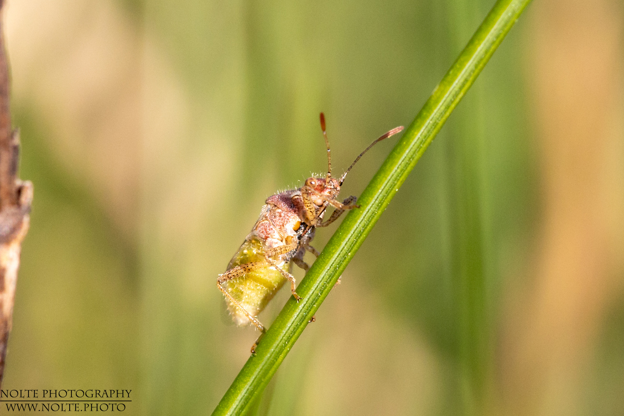 Bachansicht einer jungen Wanze