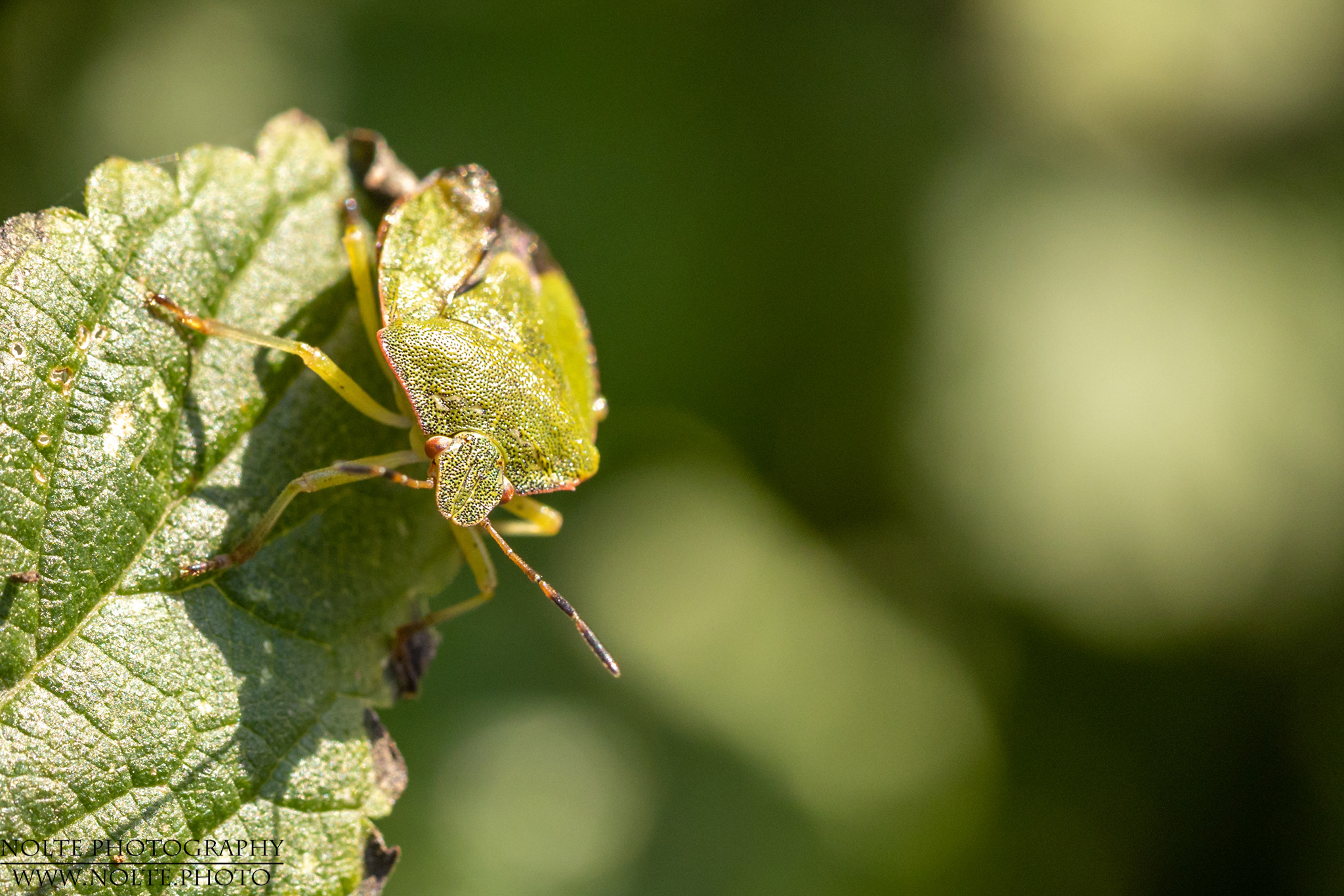 Wanze mit beschädigter Flügeldecke