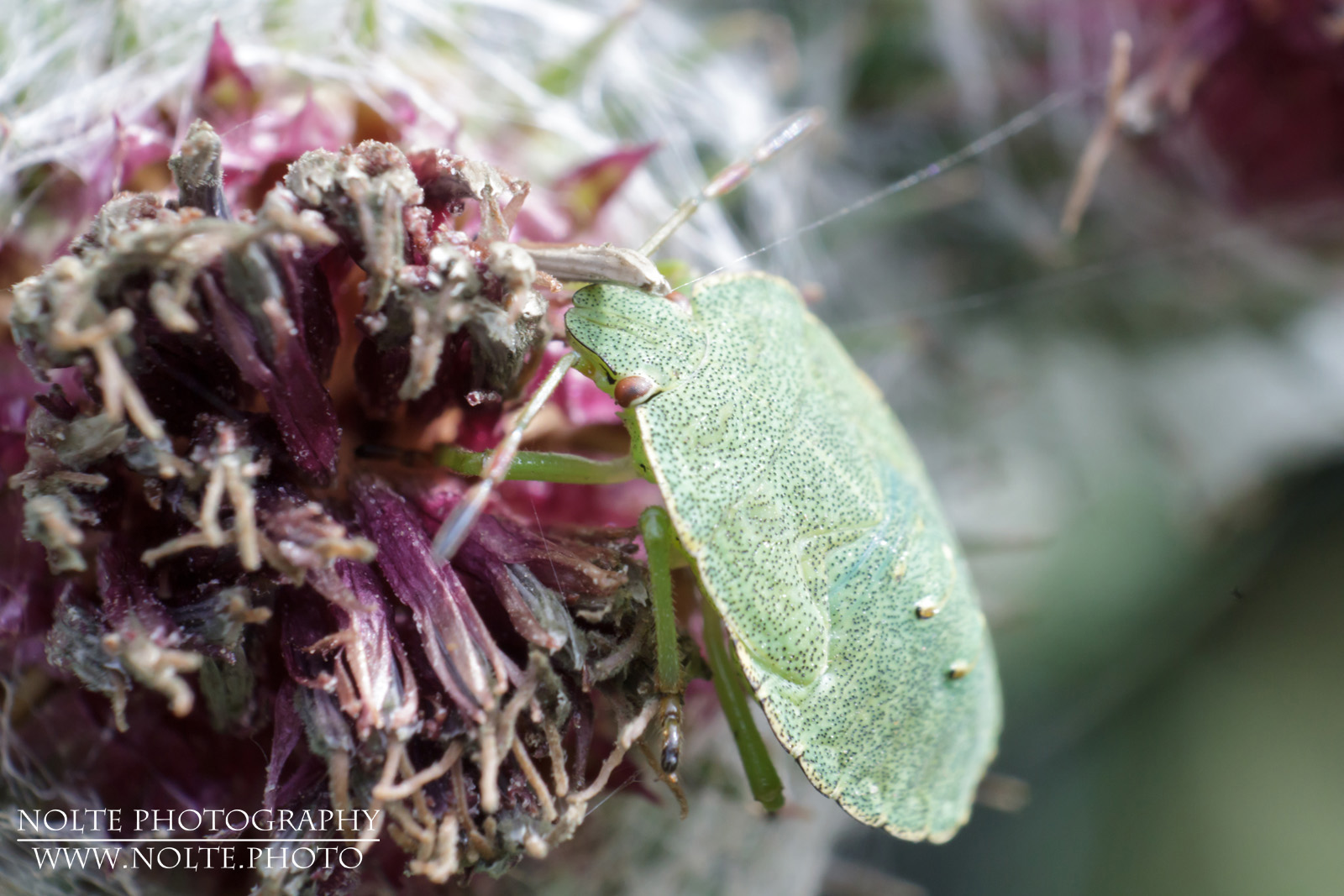 Bild einer Nymphe der Grünen Stinkwanze (Palomena prasina), welche auf einer vertrockneten Distelblüte klettert.