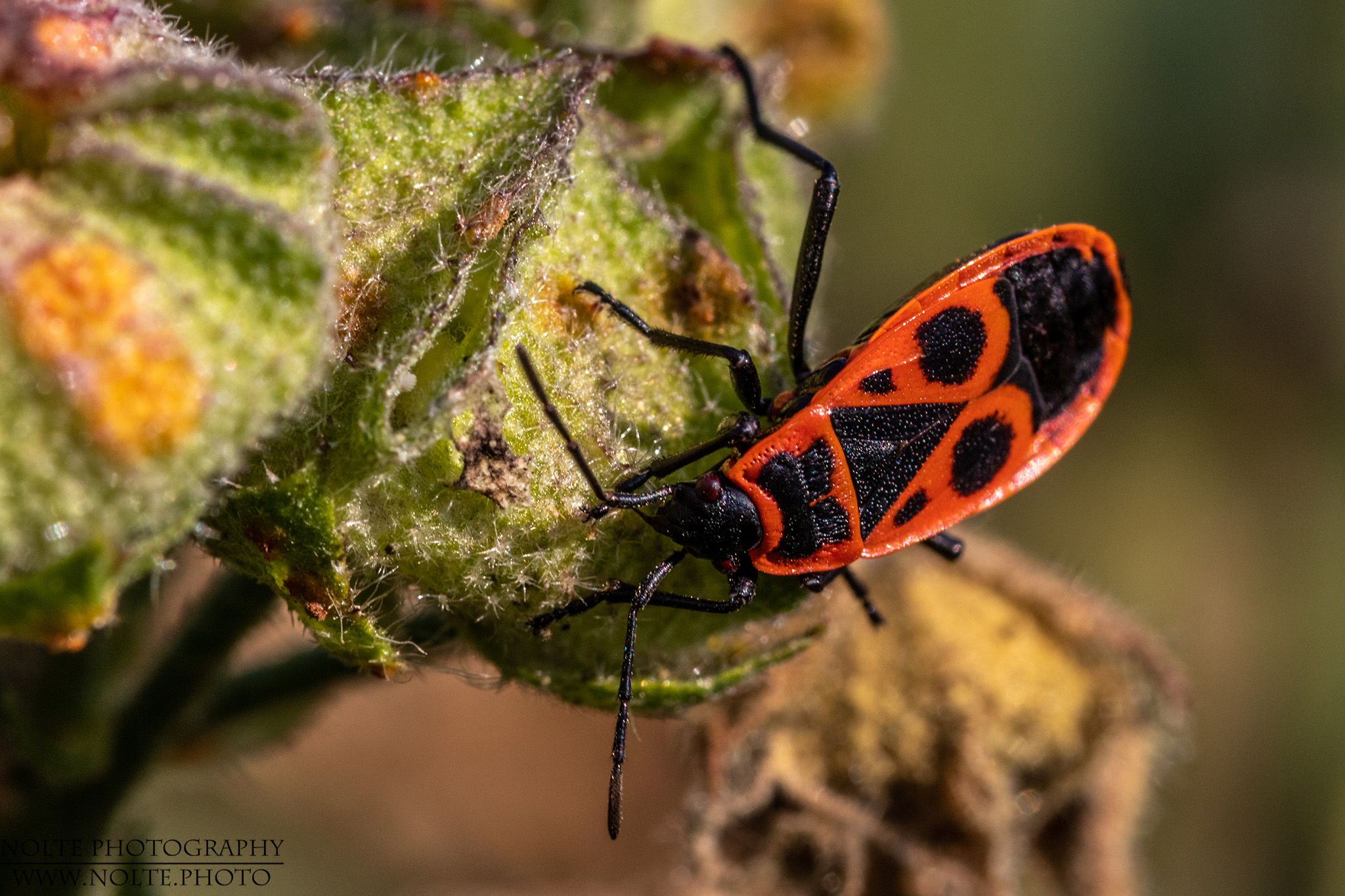 Feuerwanze (Pyrrhocoris apterus)