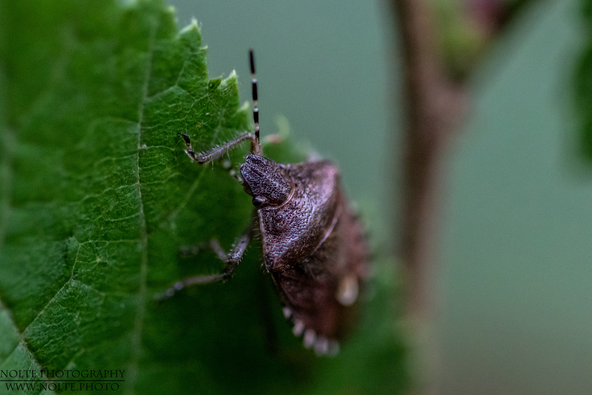 Rotbeinige Baumwanze (Pentatoma rufipes) auf Blatt