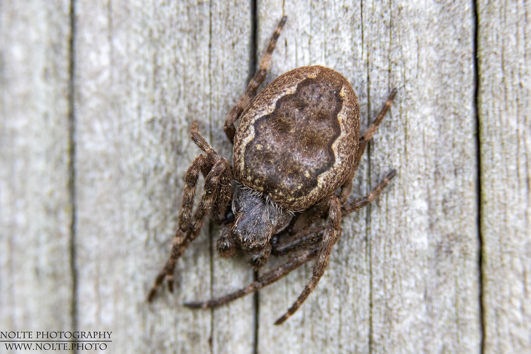 Spaltenkreuzspinne (Nuctenea umbratica)